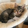 animal, brown_fur, cat, cat_tree, cozy, cute, fluffy, furniture, hammock, home, indoors, kitten, long_hair, lying_down, pet, plush, portrait, sleeping, tabby, white_fur