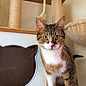 Daphne joined the competition — help win amazing prizes! animal, cat, cat_tree, ears, furniture, green_eyes, home, indoors, kitten, pet, playful, portrait, rope, scratching_post, shelf, standing, tabby, whiskers, white_chest, wood