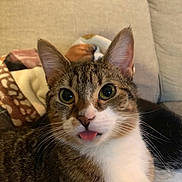 Daphne joined the competition — help win amazing prizes! animal, blanket, cat, close_up, couch, cozy, ears, funny, fur, indoors, pet, pillows, pink_nose, portrait, striped_fur, tabby_cat, tongue_out, whiskers, white_chest, wide_eyes