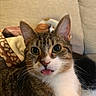 animal, blanket, cat, close_up, couch, cozy, ears, funny, fur, indoors, pet, pillows, pink_nose, portrait, striped_fur, tabby_cat, tongue_out, whiskers, white_chest, wide_eyes