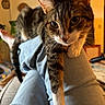 Daphne joined the competition — help win amazing prizes! animal, cat, close_up, clothing, cozy, curious, ears, feline, green_eyes, home, indoor, lap, person, pet, portrait, short_hair, striped_fur, tabby_cat, warm_lighting, whiskers