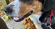 Nesta Marley is registered to the contest to win money with this photo: animal, autumn, background_blur, canine, closeup, collar, concrete, daylight, dog, fall, happy, leash, leaves, nature, outdoor, pavement, pet, side_view, smiling, tricolor