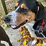 animal, autumn, background_blur, canine, closeup, collar, concrete, daylight, dog, fall, happy, leash, leaves, nature, outdoor, pavement, pet, side_view, smiling, tricolor