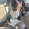 animal, canine, car_interior, close_up, collar, dog, domestic_animal, fur, happy, leather_seat, mammal, pet, road_sign, seat, smiling, sunlight, tongue_out, transportation, whiskers, window