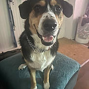Nesta Marley is registered to the contest to win money with this photo: animal, black_fur, brown_fur, chain_collar, close_up, cushion, dog, domestic, door, floor, furniture, happy, indoor, laundry_basket, leash, pet, portrait, smiling, stool, white_fur