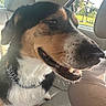 animal, canine, car_interior, chain, closeup, collar, dog, domestic_animal, fur, greenery, happy, leather_seat, mammal, nature, outdoor, pet, seat, smiling, sunlight, window