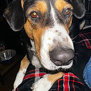 Nesta is registered to the contest to win money with this photo: animal, black, brown, canine, close_up, companion, cozy, curious, dog, domestic, fur, indoor, nose, paw, pet, plaid_blanket, portrait, resting, soft_lighting, white