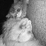 Junko a rejoint le concours — aidez-le/la à gagner de superbes lots ! cat, sleeping, fluffy, fur, cozy, nap, resting, pet, animal, cute, texture, fabric, closeup, whiskers, paws, indoor, relaxation, calm, soft, black_and_white