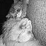 cat, sleeping, fluffy, fur, cozy, nap, resting, pet, animal, cute, texture, fabric, closeup, whiskers, paws, indoor, relaxation, calm, soft, black_and_white