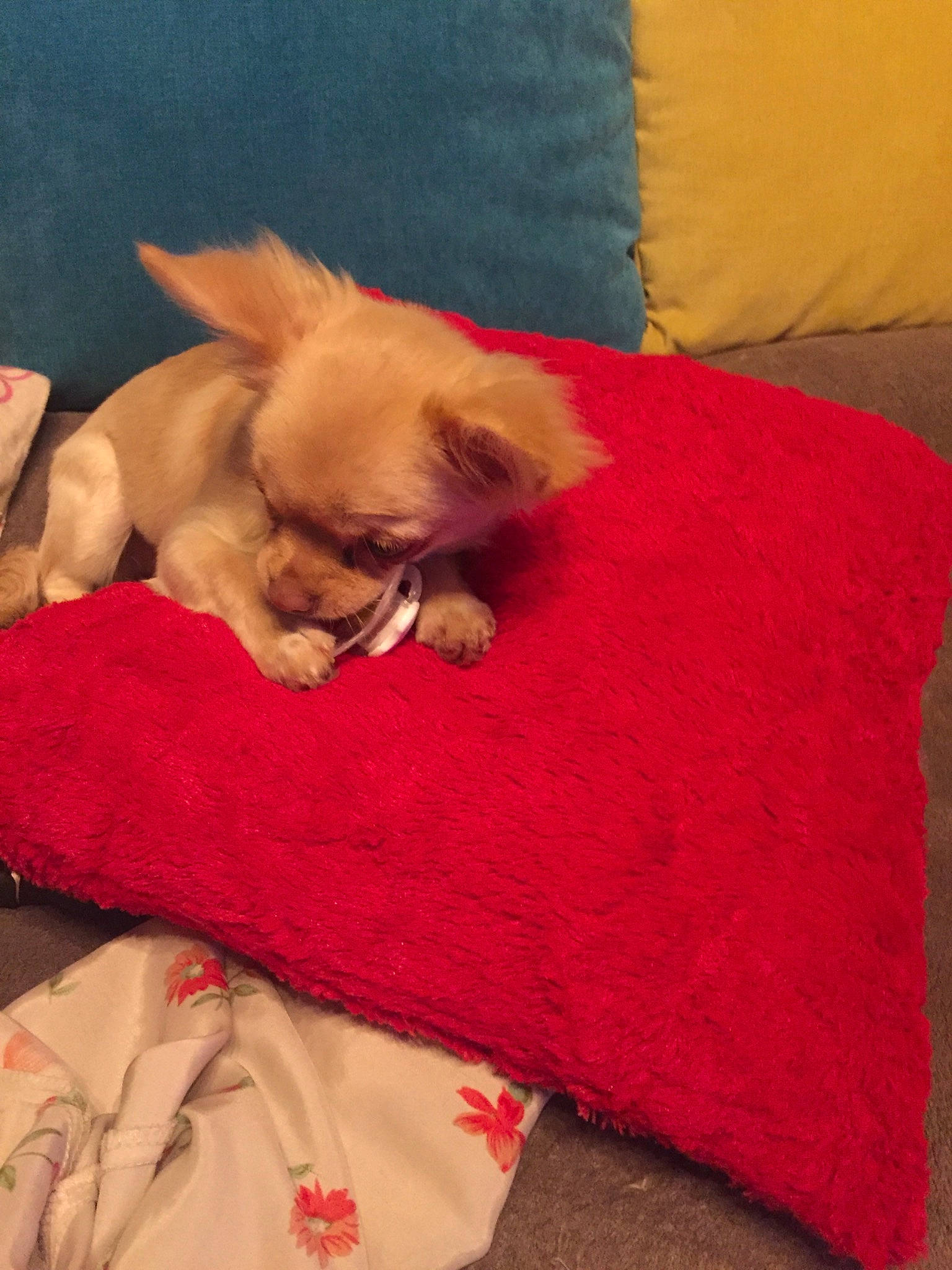 Hita participe au concours pour gagner de l'argent avec cette photo : blanket, canidae, carnivore, comfort, companion_dog, cushion, dog, dog_bed, dog_breed, dog_supply, fawn, home_accessories, linens, nap, red, sleep, snout, textile, throw_pillow, toy_dog