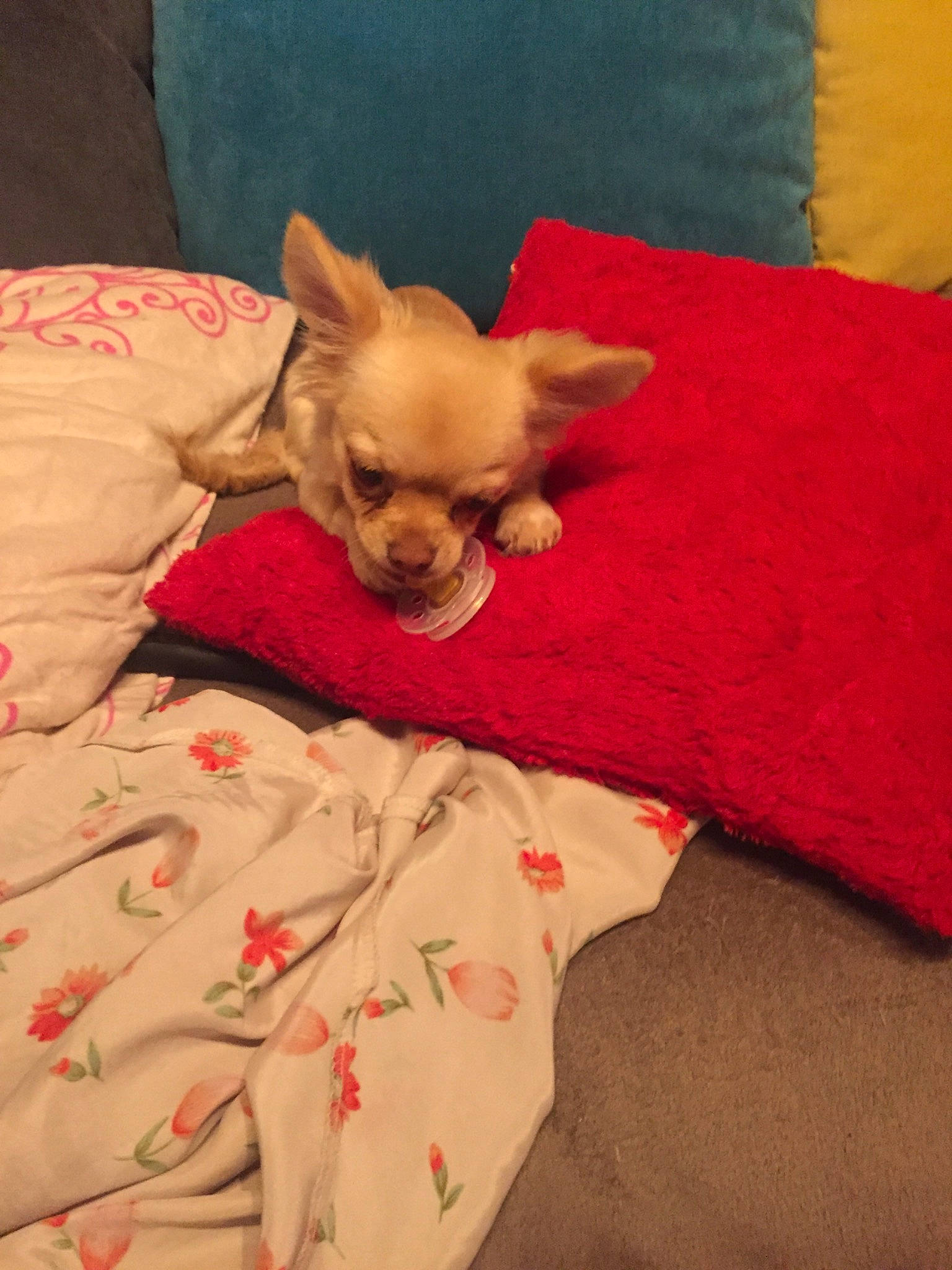 Hita participe au concours pour gagner de l'argent avec cette photo : blanket, canidae, carnivore, companion_dog, dog, dog_breed, dog_supply, fawn, linens, liver, non_sporting_group, sleep, snout, sporting_group, toy_dog, working_animal, working_dog