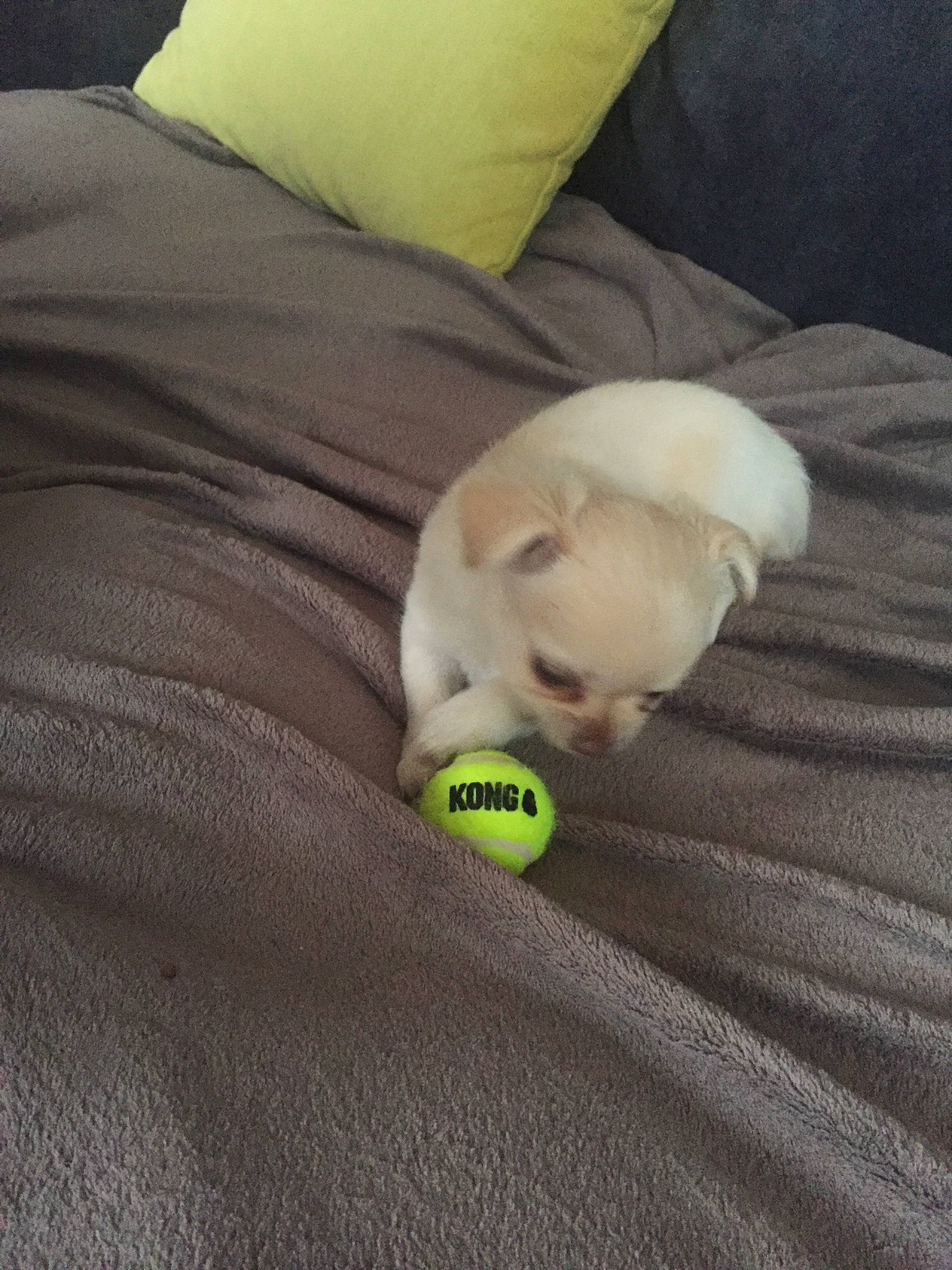 Hita a rejoint le concours — aidez-le/la à gagner de superbes lots ! bichon, canidae, carnivore, companion_dog, dog, dog_breed, fawn, nap, non_sporting_group, puppy