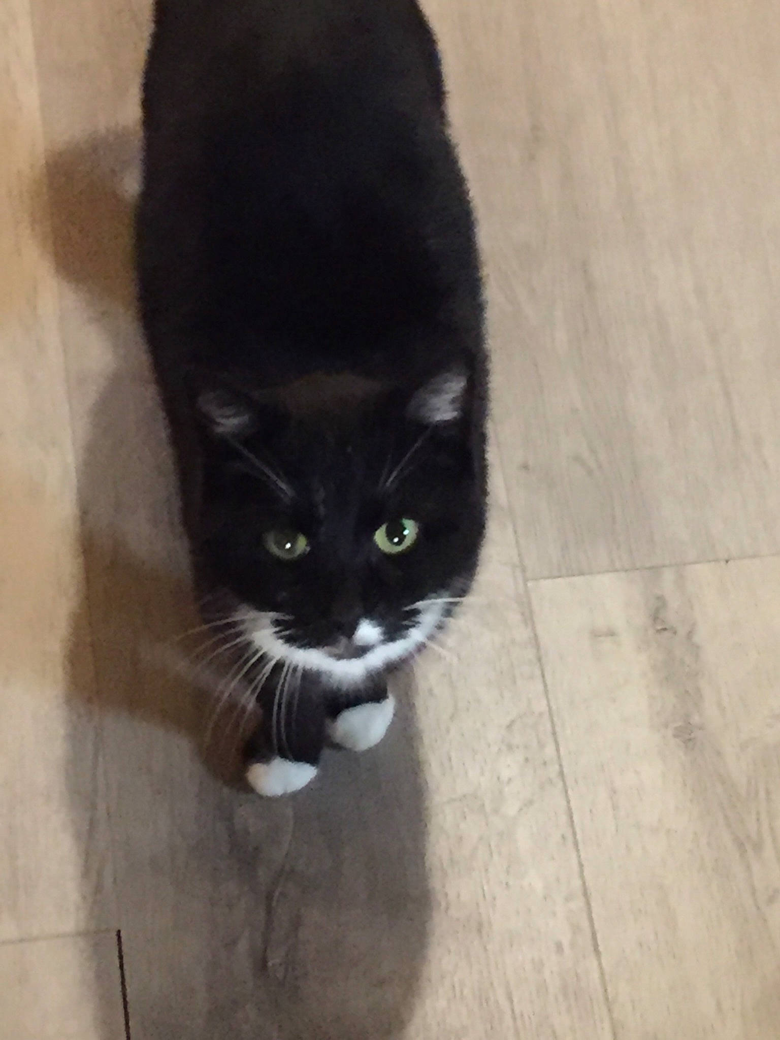 Mimisse a rejoint le concours — aidez-le/la à gagner de superbes lots ! black, black_cat, bombay, carnivore, cat, domestic_short_haired_cat, european_shorthair, eye, felidae, floor, flooring, fur, kitten, mammal, polydactyl_cat, small_to_medium_sized_cats, snout, tail, tile, whiskers