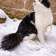 Maya participe au concours pour gagner de l'argent avec cette photo : animal, black_and_white, cat, curious, cute, feline, fluffy, fur, mammal, nature, outdoor, paw, pet, sitting, snow, stone_wall, tail, whiskers, winter, yellow_eyes