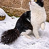animal, black_and_white, cat, curious, cute, feline, fluffy, fur, mammal, nature, outdoor, paw, pet, sitting, snow, stone_wall, tail, whiskers, winter, yellow_eyes
