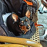 dog, black_dog, small_dog, pet, ears, eyes, bag, backpack, wicker_chair, outdoor, sunlight, pavement, table, leather_strap, zipper, curious, resting, animal, companion, cozy