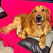 Ruger is registered to the contest to win money with this photo: dog, cat, golden_retriever, kitten, orange_cat, pets, animal, couch, sofa, pink_blanket, pillow, indoor, living_room, sitting, lying_down, smiling, fluffy, fur, companions, adorable
