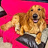 dog, cat, golden_retriever, kitten, orange_cat, pets, animal, couch, sofa, pink_blanket, pillow, indoor, living_room, sitting, lying_down, smiling, fluffy, fur, companions, adorable