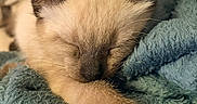 Moon a rejoint le concours — aidez-le/la à gagner de superbes lots ! kitten, cat, siamese_cat, sleeping, curled_up, paw, fur, whiskers, ears, closed_eyes, cozy, blanket, teal, indoors, portrait, close_up, cute, relaxed, resting, pet