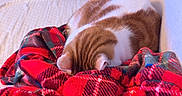 Kiara participe au concours pour gagner de l'argent avec cette photo : cat, ginger_cat, plaid_blanket, red_blanket, couch, remote_control, wooden_chair, window, indoor, cozy, relaxed, pet, feline, fur, resting, sleeping, home, furniture, soft, comfort