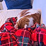 cat, ginger_cat, plaid_blanket, red_blanket, couch, remote_control, wooden_chair, window, indoor, cozy, relaxed, pet, feline, fur, resting, sleeping, home, furniture, soft, comfort