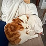 Kiara participe au concours pour gagner de l'argent avec cette photo : cat, orange_and_white_cat, sleeping_cat, blanket, white_blanket, couch, foot, furniture, indoor, cozy, nap, pet, resting, soft_texture, home, relaxation, person_under_blanket, glasses, wooden_box, floor