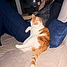 Kiara participe au concours pour gagner de l'argent avec cette photo : cat, orange_cat, white_cat, man, beard, couch, pillow, indoor, relaxing, sleeping, furniture, home, pet, animal, resting, casual_clothing, table, chair, night, window
