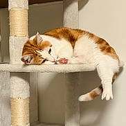 Kiara participe au concours pour gagner de l'argent avec cette photo :  lounging, animal, cat, cat_tree, cozy, cute, feline, fur, home, indoor, orange_and_white, paws, pet, portrait, relaxed, resting, scratching_post, sleeping, tail, whiskers