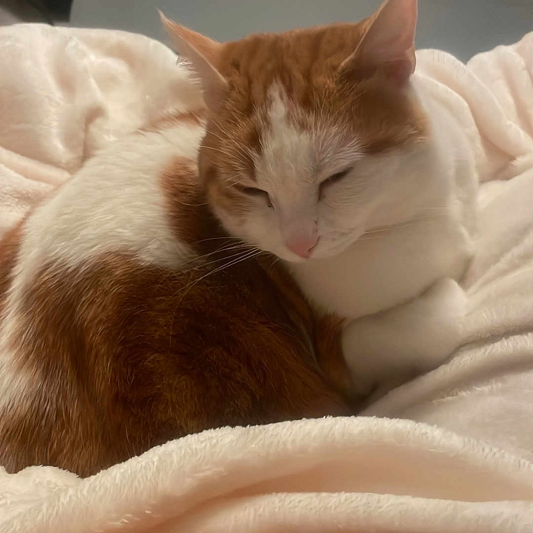 Kiara participe au concours pour gagner de l'argent avec cette photo : cat, orange_and_white_cat, sleeping_cat, cozy, blanket, soft_texture, indoor, bedside_table, phone, candle, relaxation, pet, feline, fur, closeup, resting, calm, domestic, home, comfort