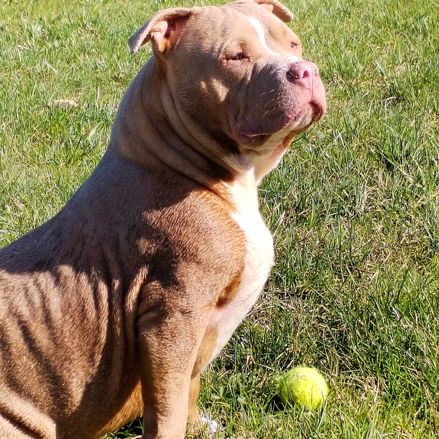 Bully