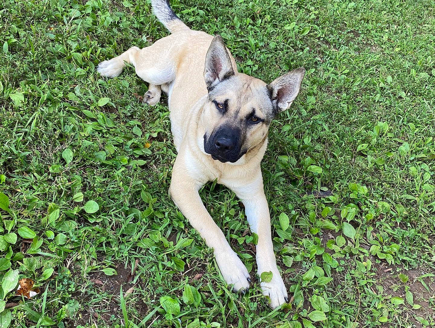 Ace joined the competition — help win amazing prizes! ancient_dog_breeds, canidae, carnivore, collar, companion_dog, dog, dog_breed, dog_collar, fawn, grass, grassland, groundcover, paw, plant, sporting_group, tail, terrestrial_animal, toy_dog, working_animal, working_dog