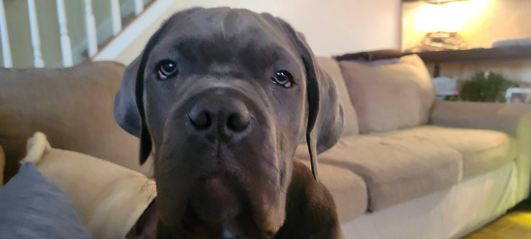 Bear Bear joined the competition — help win amazing prizes! canidae, carnivore, comfort, companion_dog, couch, dog, dog_breed, dog_collar, fawn, fur, gun_dog, hunting_dog, liver, picture_frame, sleeper_chair, snout, sporting_group, terrestrial_animal, whiskers, working_animal