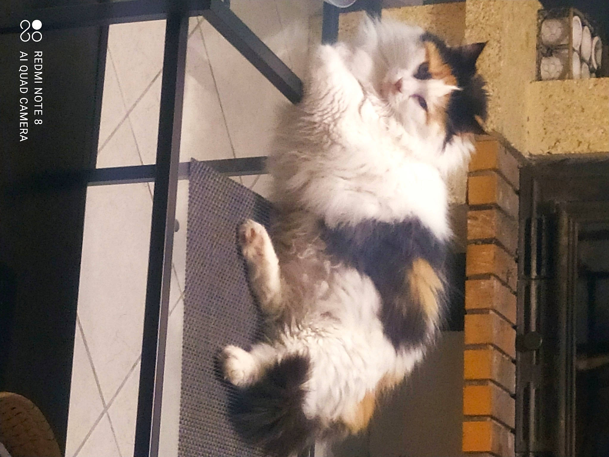 Marquise a rejoint le concours — aidez-le/la à gagner de superbes lots ! animal_shelter, british_longhair, canidae, carnivore, cat, claw, companion_dog, dog_breed, event, felidae, fur, paw, small_to_medium_sized_cats, snout, sporting_group, tail, terrestrial_animal, whiskers