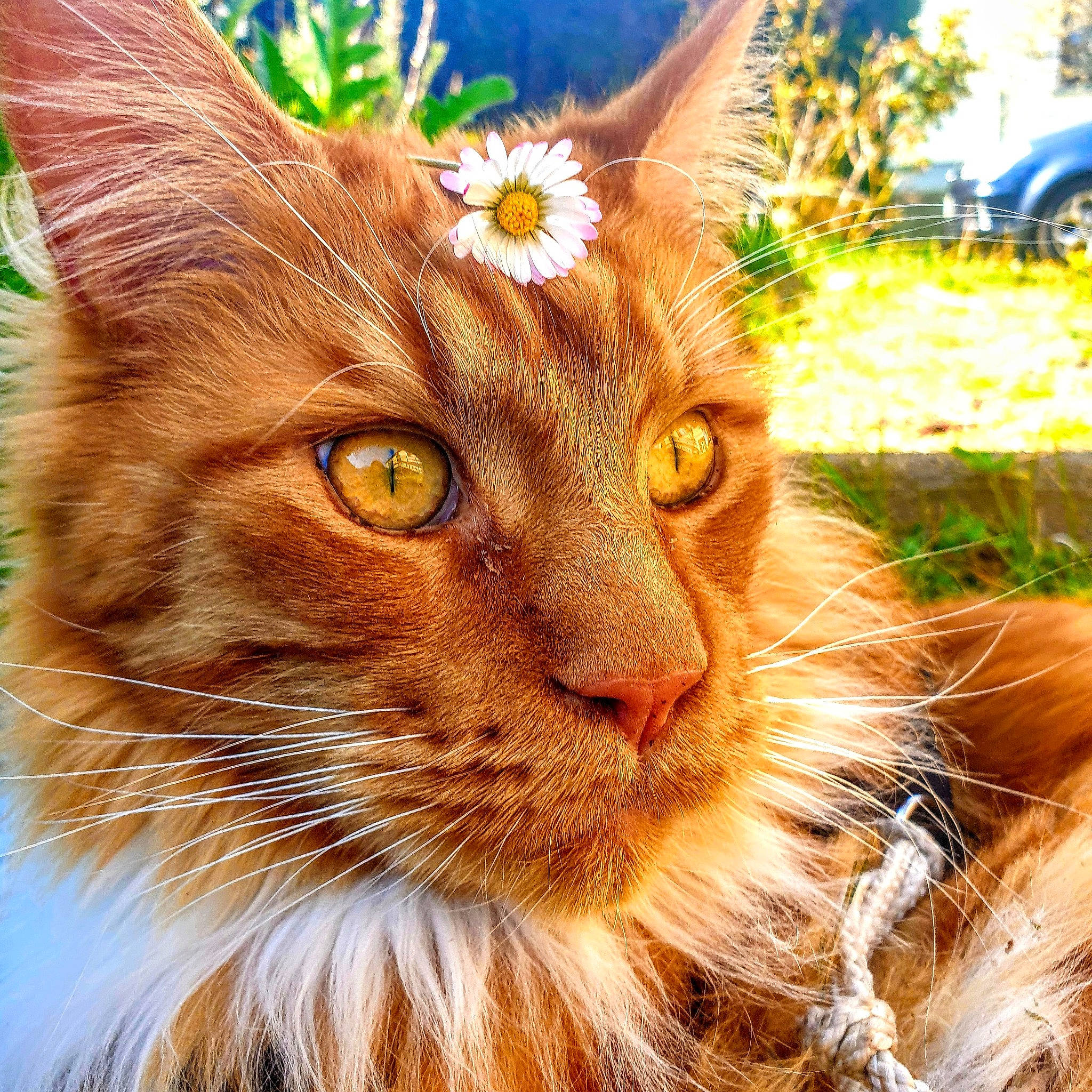 Loukoume a rejoint le concours — aidez-le/la à gagner de superbes lots ! art, carnivore, cat, domestic_short_haired_cat, fawn, felidae, fur, grass, iris, larch, nature, plant, small_to_medium_sized_cats, snout, tail, terrestrial_animal, tire, wheel, whiskers, wildlife