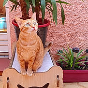 Cachou participe au concours pour gagner de l'argent avec cette photo : cat, orange_tabby, wooden_cat_bed, plant, potted_plant, green_leaves, curious, indoor, pet, feline, cat_face_cutout, decor, floor_tiles, pink_wall, eyes, whiskers, ears, sitting, looking_up, cozy