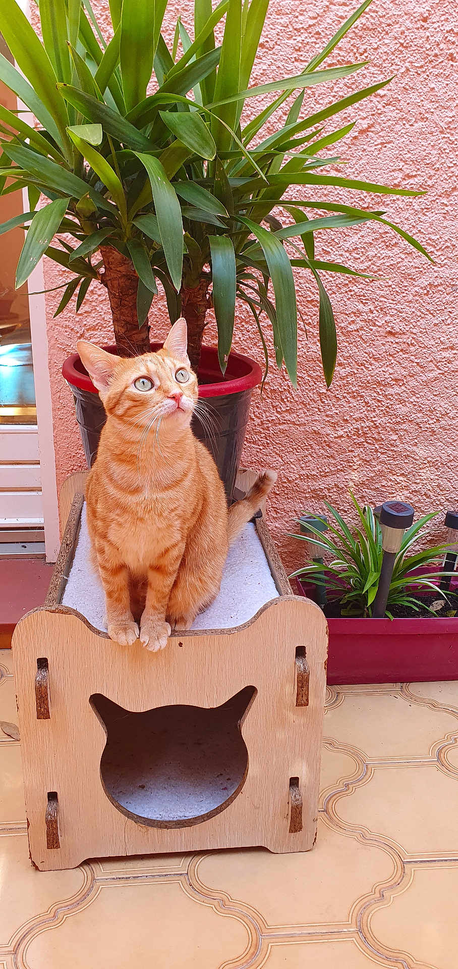 Cachou