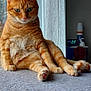 animal, cat, cozy, curtain, cute, domestic_animal, feline, fur, home, indoor, natural_light, orange_tabby, paw, pet, portrait, relaxed, sitting, tail, whiskers, window
