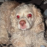 Lulu joined the competition — help win amazing prizes! dog, curly_fur, cream_color, pet, animal, indoor, lying_down, close_up, flash, red_eye, fur, snout, ears, nostrils, whiskers, floor, object, bottle, patterned_surface, domestic_animal