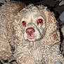 dog, curly_fur, cream_color, pet, animal, indoor, lying_down, close_up, flash, red_eye, fur, snout, ears, nostrils, whiskers, floor, object, bottle, patterned_surface, domestic_animal