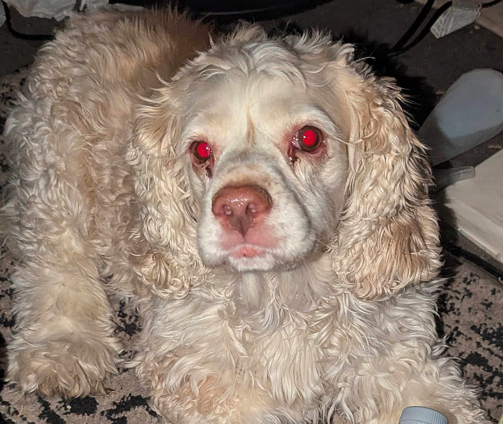 Lulu joined the competition — help win amazing prizes! dog, curly_fur, cream_color, pet, animal, indoor, lying_down, close_up, flash, red_eye, fur, snout, ears, nostrils, whiskers, floor, object, bottle, patterned_surface, domestic_animal
