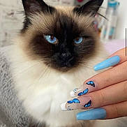 Doudou participe au concours pour gagner de l'argent avec cette photo : animal, beauty, blue_eyes, blue_nails, butterfly_design, cat, close_up, colorful, cute, feline, fluffy, focus, hand, indoor, manicure, nail_art, pet, portrait, soft_fur, whiskers