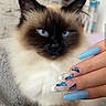 animal, beauty, blue_eyes, blue_nails, butterfly_design, cat, close_up, colorful, cute, feline, fluffy, focus, hand, indoor, manicure, nail_art, pet, portrait, soft_fur, whiskers
