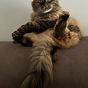 Minette a rejoint le concours — aidez-le/la à gagner de superbes lots ! animal, cat, closeup, couch, cute, domestic_cat, ears, feline, fluffy, funny_pose, fur, green_eyes, indoor, looking, paw, pet, relaxed, sitting, tail, whiskers