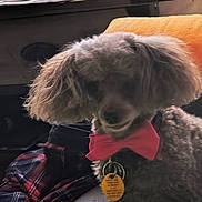 Brandi joined the competition — help win amazing prizes! dog, indoor, bow_tie, fluffy, pet, couch, plaid_clothing, tag, fur, small_dog, collar, domestic_animal, brown_fur, portrait, animal, sitting, furniture, home, shadow, cute