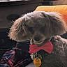 dog, indoor, bow_tie, fluffy, pet, couch, plaid_clothing, tag, fur, small_dog, collar, domestic_animal, brown_fur, portrait, animal, sitting, furniture, home, shadow, cute