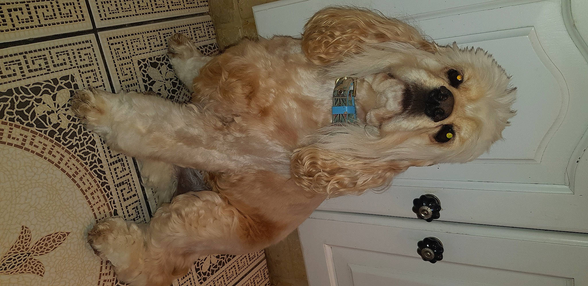 Lord participe au concours pour gagner de l'argent avec cette photo : cabinetry, carnivore, chest, companion_dog, dog, dog_breed, door, door_handle, drawer, fawn, fur, hardwood, home_door, labradoodle, pet_supply, snout, sporting_group, tail, toy_dog, wood