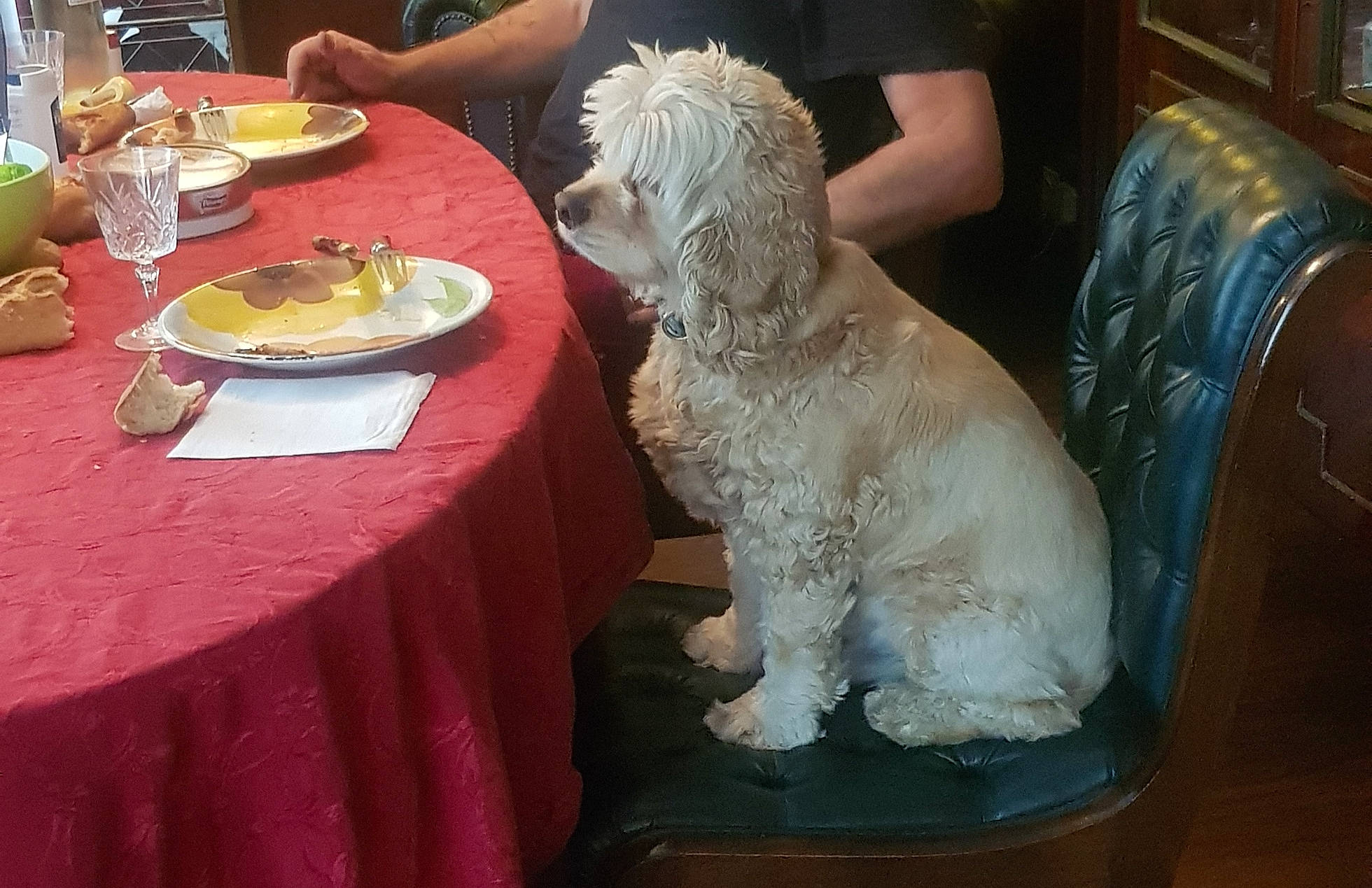 Lord participe au concours pour gagner de l'argent avec cette photo : carnivore, chair, companion_dog, dishware, dog, dog_breed, event, fur, labradoodle, plate, platter, saucer, serveware, sporting_group, table, tablecloth, tableware, terrier, toy_dog, wine_glass