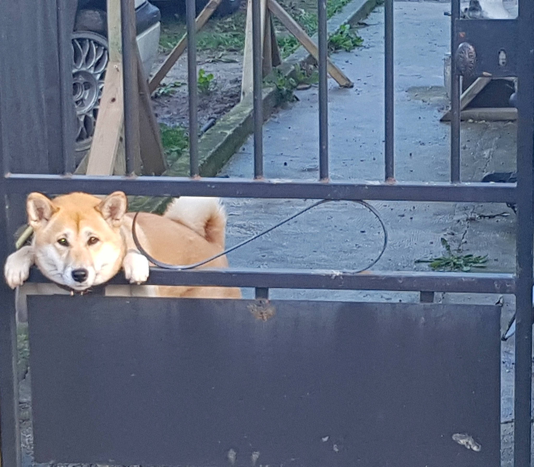 Gaya a rejoint le concours — aidez-le/la à gagner de superbes lots ! ancient_dog_breeds, carnivore, companion_dog, dog, dog_breed, fawn, fence, flooring, flowerpot, fur, handrail, line, metal, plant, sidewalk, spitz, street_dog, tail, wood, working_animal