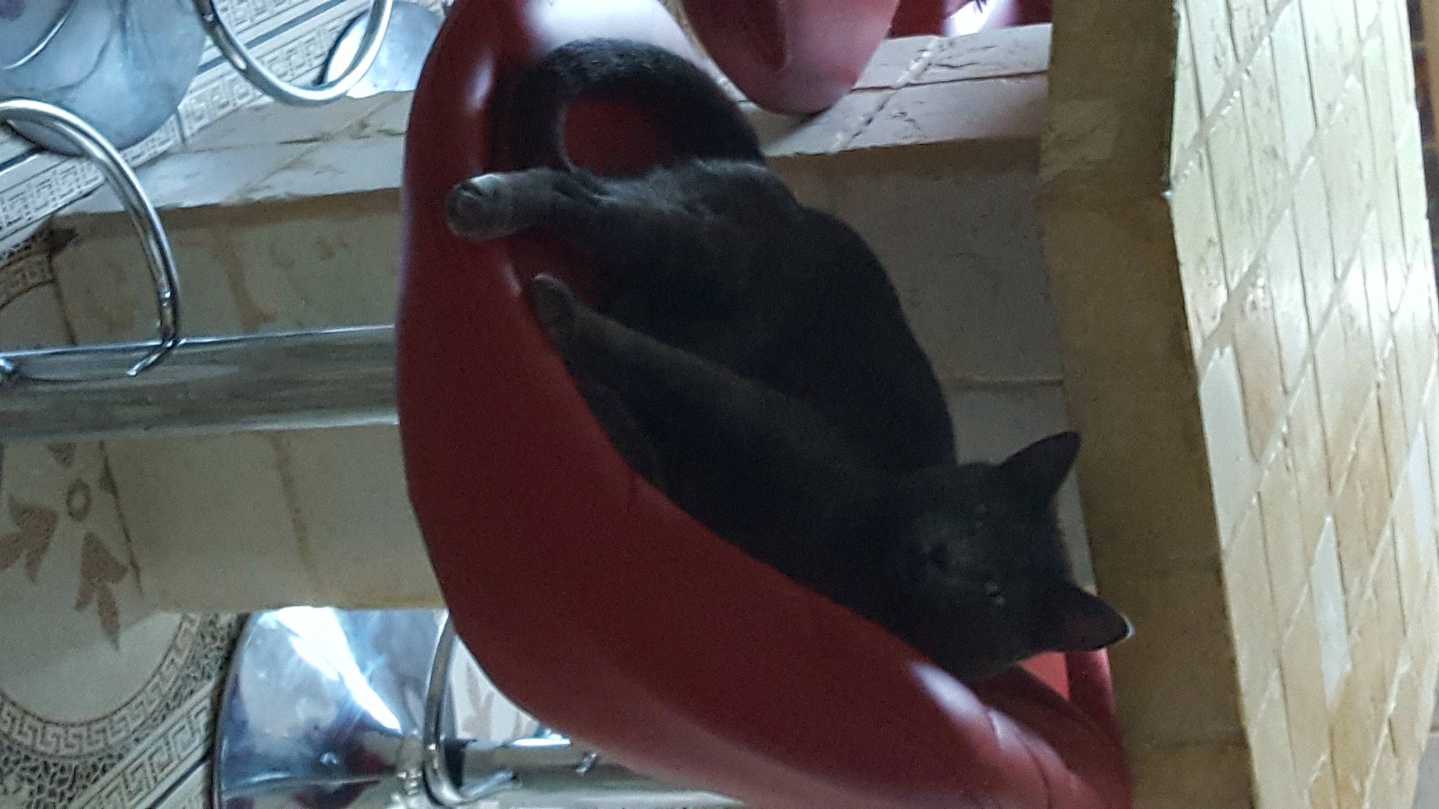 Miss a rejoint le concours — aidez-le/la à gagner de superbes lots ! aircraft, black_cat, bombay, carmine, cat, comfort, domestic_short_haired_cat, felidae, fender, fin, marine_mammal, propeller, small_to_medium_sized_cats, tail, whiskers, wing