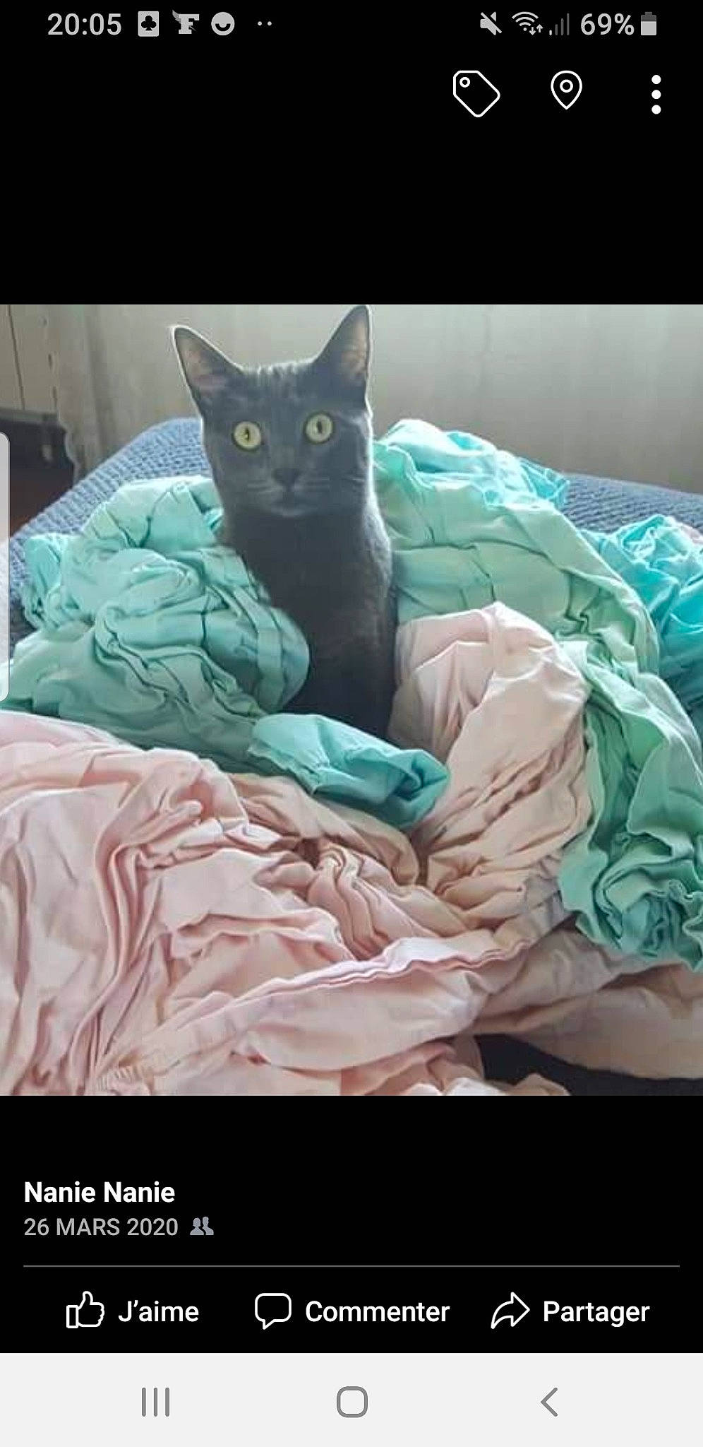 Miss participe au concours pour gagner de l'argent avec cette photo : art, bed, bed_sheet, bedding, black_cat, carnivore, cat, comfort, domestic_short_haired_cat, electric_blue, felidae, fur, grey, linens, pillow, sitting, small_to_medium_sized_cats, textile, throw_pillow, whiskers